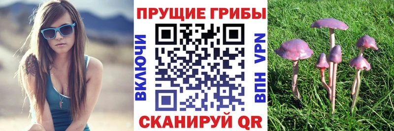 что такое   Сибай  ОМГ ОМГ ссылки  Галлюциногенные грибы Cubensis 