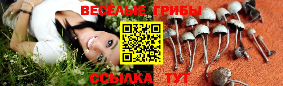 Галлюциногенные грибы GOLDEN TEACHER  Вход с VPN  Сибай  Галлюциногенные грибы Psilocybine cubensis 